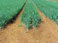 La moltiplicazione, punto di forza delle aziende sementiere - le news di Fertilgest sui fertilizzanti